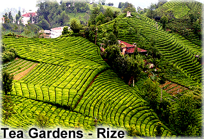 rize_1